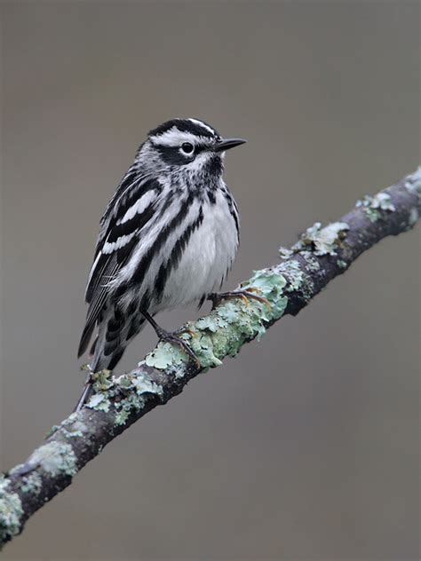 Black-and-white Warbler 3