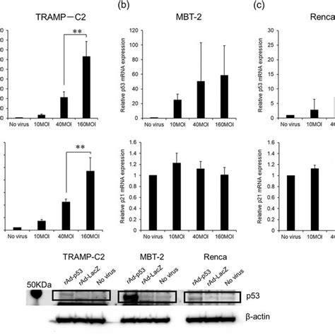 The Relative Mrna Expression Of P53 And P21 Genes And Protein Download Scientific Diagram