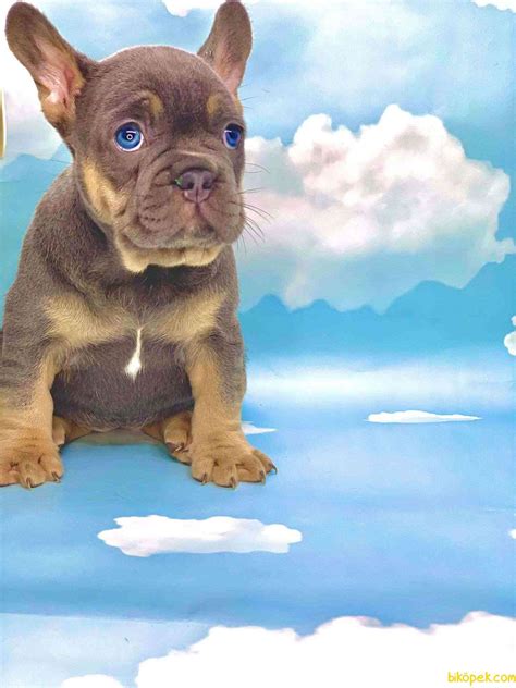 En Uygun Harİka Anatomİ Blue Tan French Bulldog 274708 Biköpek