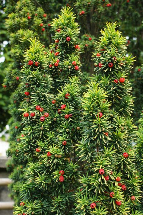 Taxus Baccata Standishii Golden Upright Taxus Karl Gercens Flickr