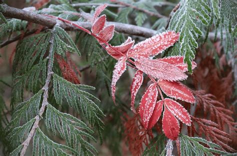 Shs A Emis Cod Galben De Nghe Ce Temperaturi Anun Meteorologii