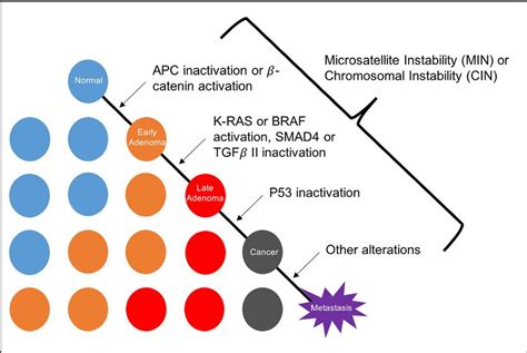 Progressive Somatic Mutational Steps In The Development Of Colon