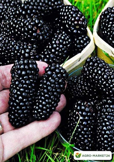 Шелковица черная среднерослая Крупноплодная (средний срок созревания ...