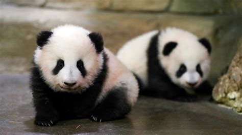 Twin Panda Cubs in French Zoo Take 1st Steps in Public