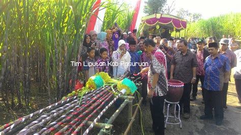 PG Kedawung Tradisikan Ritual Petik Tebu Manten Pasuruankab Go Id