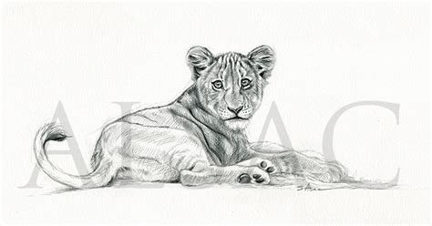 Lion Cub Drawing by lepastyman on DeviantArt