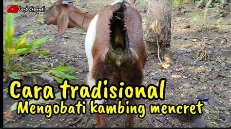 Cara Tradisional Mengobati Kambing Mencret Lonochanel YouTube