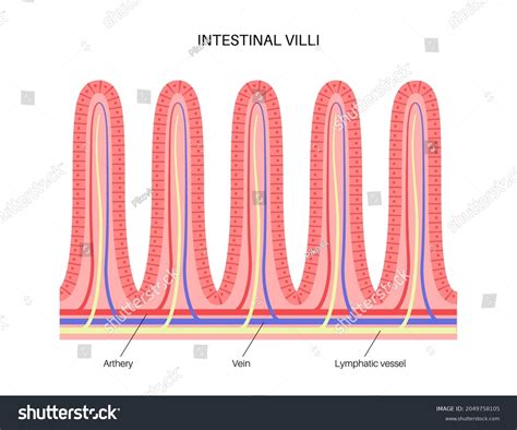 582 Lacteal Images, Stock Photos, 3D objects, & Vectors | Shutterstock