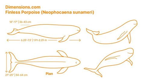 East China, Korean Peninsula, Porpoise, Animal Anatomy, Animal Kingdom ...