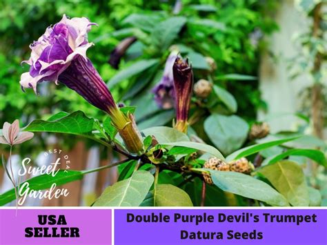 Purple Trumpet Datura Seeds Perennial Authentic Seeds Flowers Organic ...