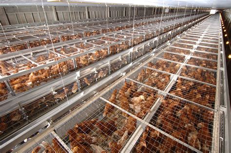 The Truth About Enriched Cages Bc Spca