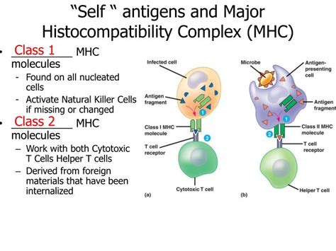 Ppt 4c Adaptive Immunity Powerpoint Presentation Id1985447