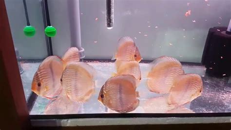 Santarem Discus Heckel Cm The Royal Discus Milano Youtube