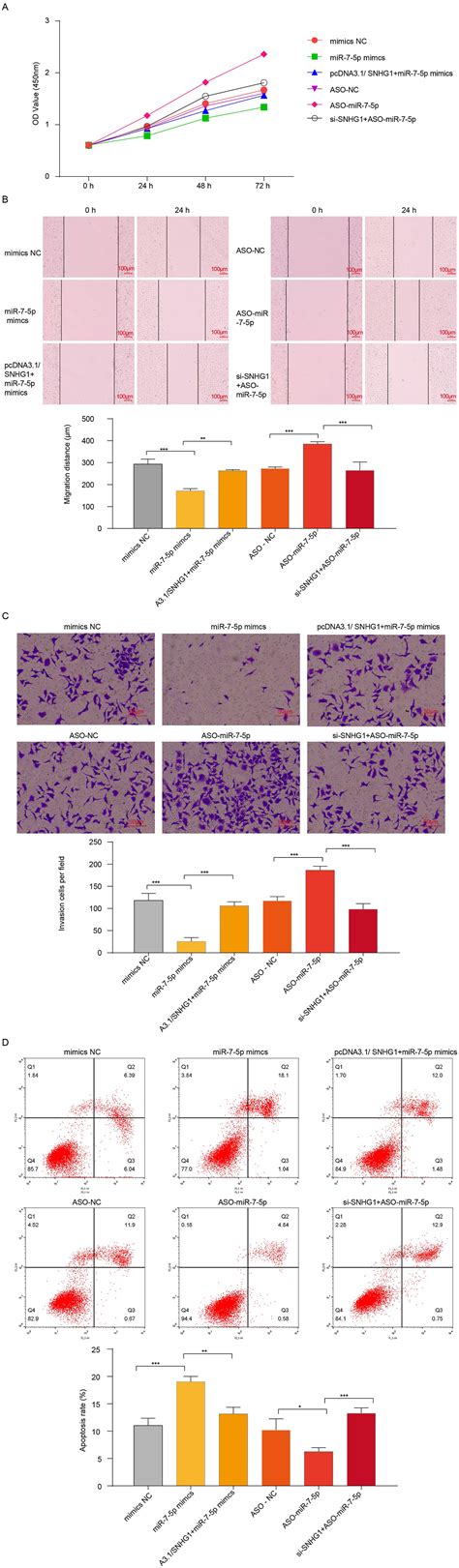 Lncrna Snhg1 Promotes The Progression Of Hepatocellular Carcinoma By