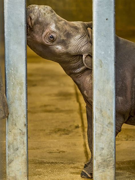 Adorable Baby Rhino Calf Named Kamara Makes Her Debut At Des Moines Zoo