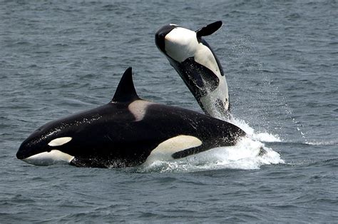 Pcbs And Killer Whales Earth H Spring