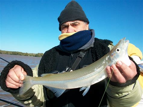 Guia De Pesca En Berisso Altapesca Van Apareciendo Los Matungos