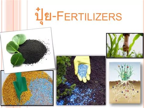 Ppt ปุ๋ย Fertilizers Powerpoint Presentation Free Download Id5601957