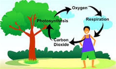 The carbon dioxide - oxygen cycle Diagram | Quizlet