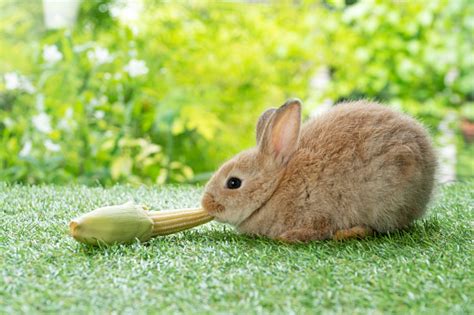 Adorable Rabbit Furry Bunny Hungry Eating Organic Fresh Baby Corn ...