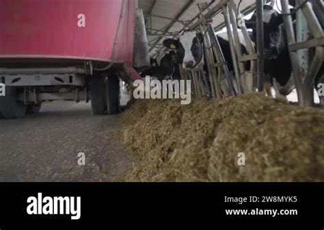 Automated Process Of Feeding Cattle Modern Harvester Delivers Compound