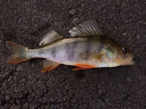 Species #53 — European Perch | CaughtOvgard