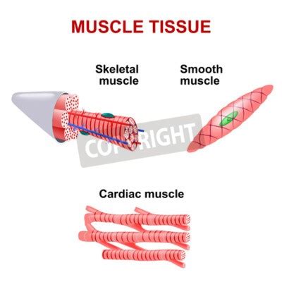 Arten Von Muskelgewebe Skelettmuskel Glatte Muskulatur Herzmuskel