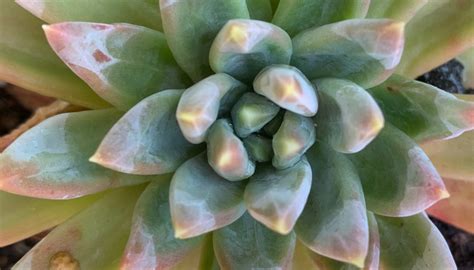 12 Golden Ratio in Plants You Can Easily See Outside - Examples