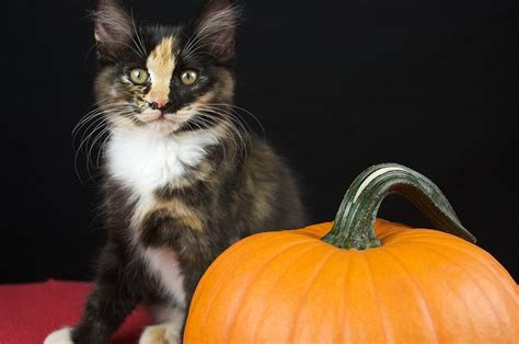 Black Calico Kitten With Pumpkin Photograph By Gregory Dean