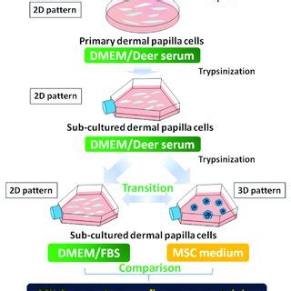 A Schematic Visualized The Establishment Of Different DP Cell Growth