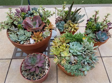 First time arranging succulents. Thought they would make nice Mother's ...