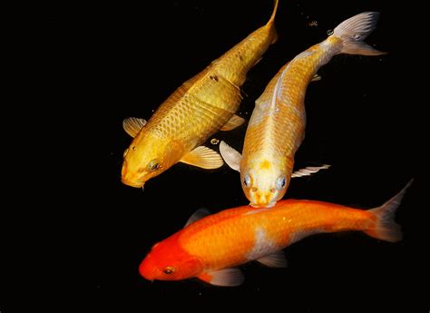 Fotos gratis : naranja, pescado, Kicarpato, pez de colores, Koi, carpa