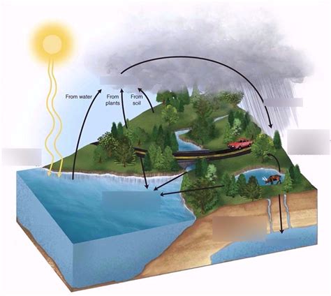 the hydrologic cycle diagram Diagram | Quizlet