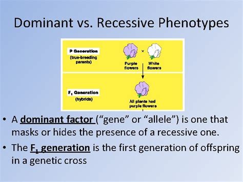 Objectives Define Genetics Trait Phenotype Gene Allele