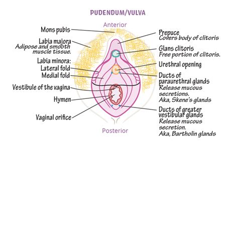 Vaginal Glands