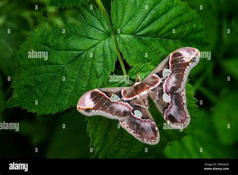 Emperor Moth Rothschildia Lebeau Large Beautiful Colored Moth From