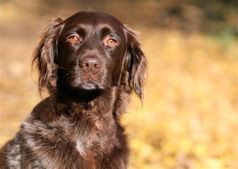 Kleine münsterländer Hond vlaanderen