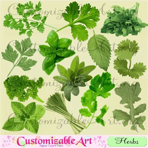 Herb Clipart Digital Herbs Clip Art Arugula Basil Cilantro Leaves