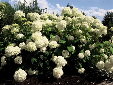 Hortensja krzewiasta Hydrangea arborescens opis wygląd wymagania