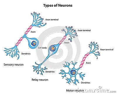 Types Of Neurons Vector Illustration Cartoondealer