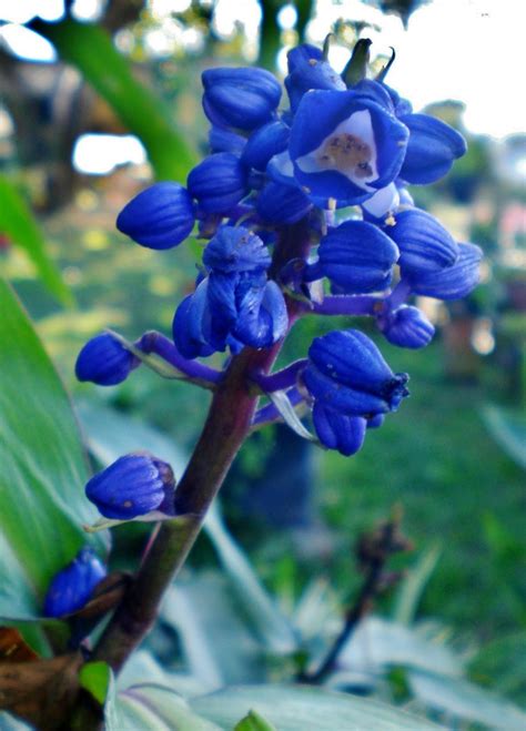 Dichorisandra Thyrsiflora O Jengibre Azul Flores Colombia