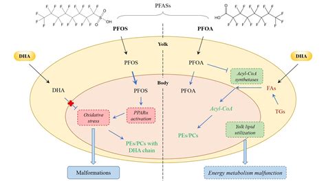 Sci Total Environ 全氟化合物诱导斑马鱼胚胎发育毒性的脂质代谢机制研究 中国科学院深圳先进技术研究院