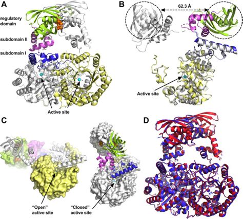 Conformational interdomain flexibility in a bacterial α isopropylmalate