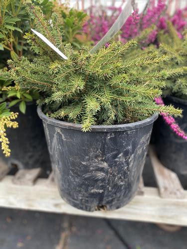 Bird Nest Spruce Wading Manor Nursery