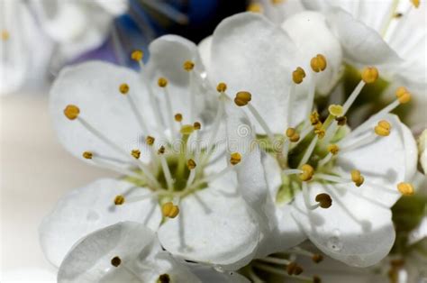 White Background Samall Tree Stock Photos Free And Royalty Free Stock