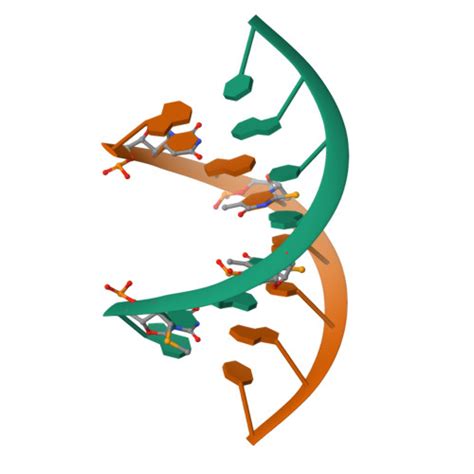 Rcsb Pdb Hgd Crystal Structure Of Se Thymidine Derivatized Dna