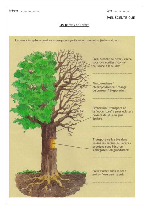 Les Parties De L Arbre