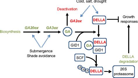 Figure 2 From The Role Of Gibberellin Signalling In Plant Responses To