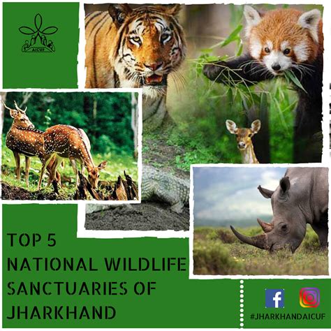 jharkhand     forests aicufaycm jharkhand facebook