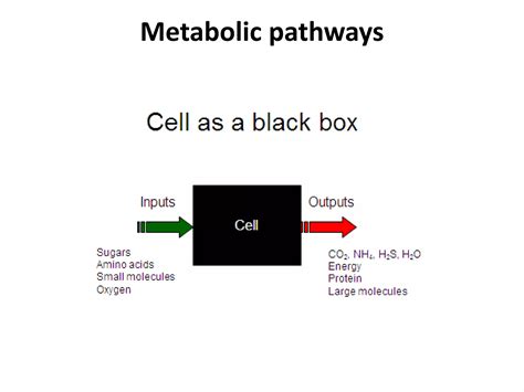 Metabolism Anabolism Catabolism Made Easy And Simple Ppt